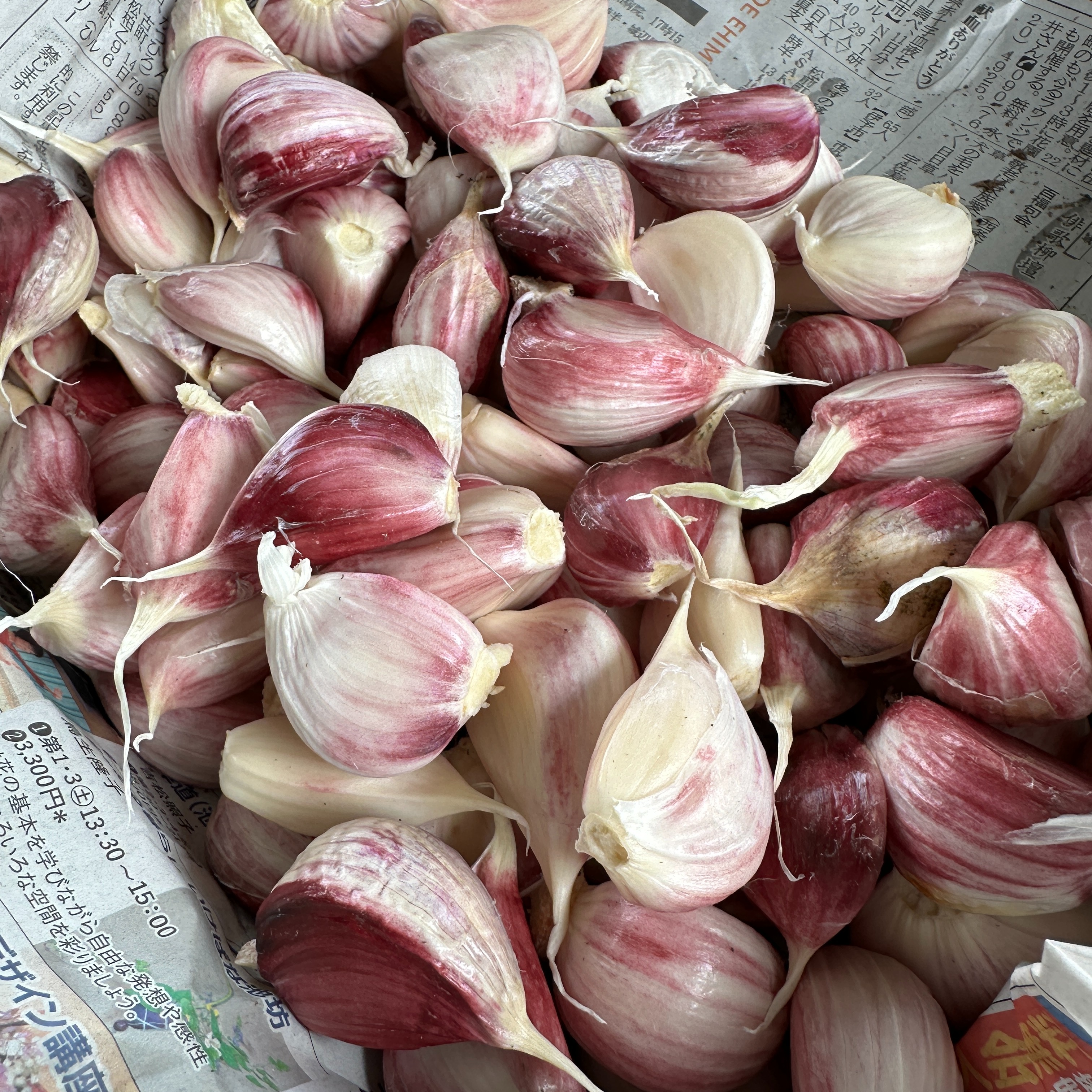 平戸にんにく　バラ　10キロ 農薬化学肥料不使用】暖地にんにく王様！平戸生にんにくバラ1キロ約100