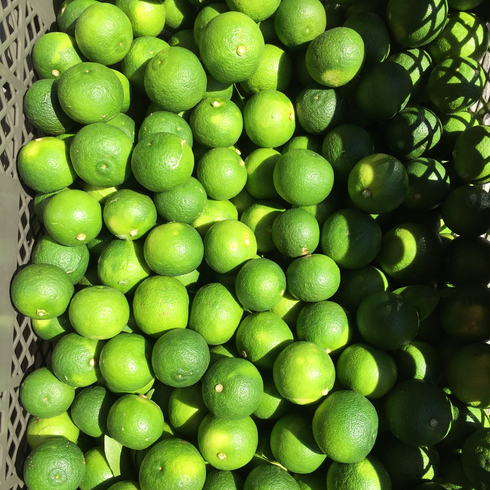 すだち 完全無農薬 3kg ｜ 果物/香酸柑橘(ライム・レモン等) 産直