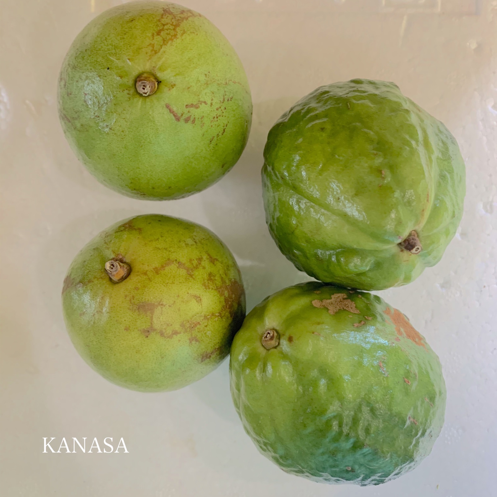 赤グァバ（1.5kg） ｜ 果物/その他果物 産直アウル 農家・漁師など生産