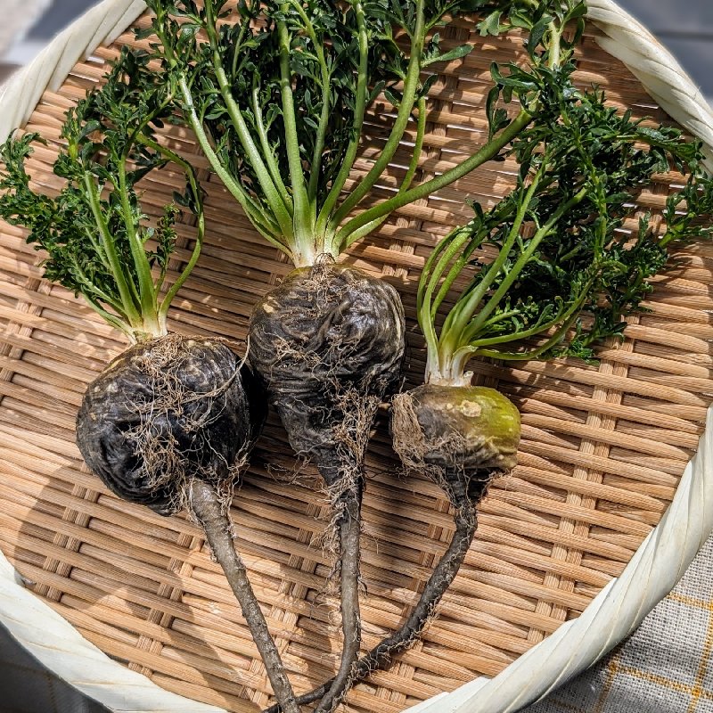 c61475227050088e660f68515fee36