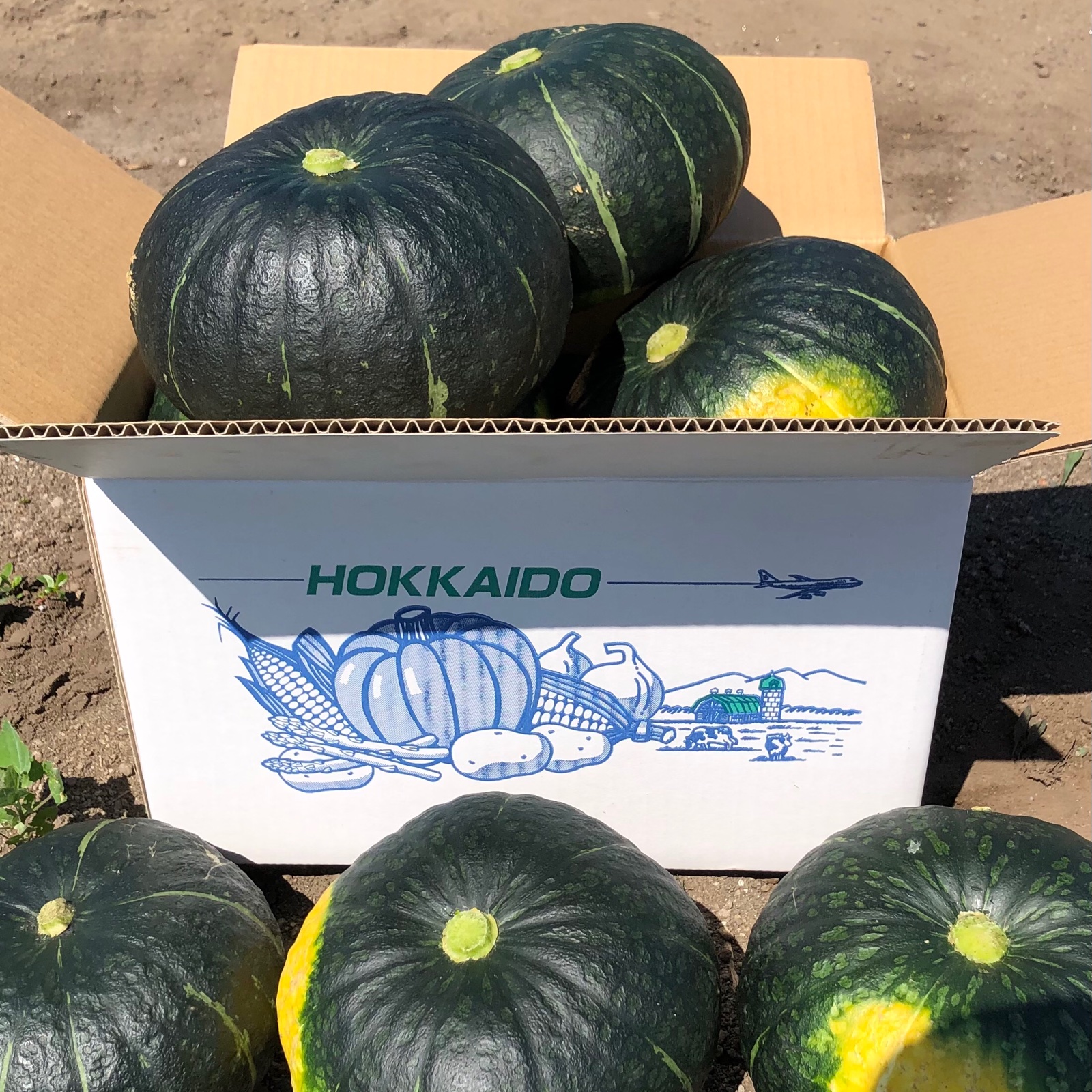 北海道産！ほっくほくかぼちゃ | 野菜/かぼちゃ 産直アウル 農家から