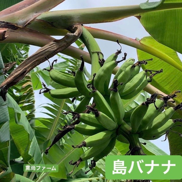 寛尚ファームのバナナ3kg ｜ 果物/バナナ 産直アウル 農家・漁師など