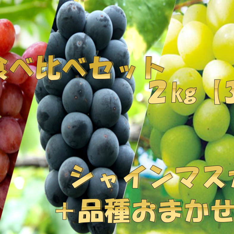 味比べ　葡萄　約2.5ｋｇ　　送料込み 訳アリ】家庭用ぶどう2kg 食べくらべセット シャインマスカット+お任せ