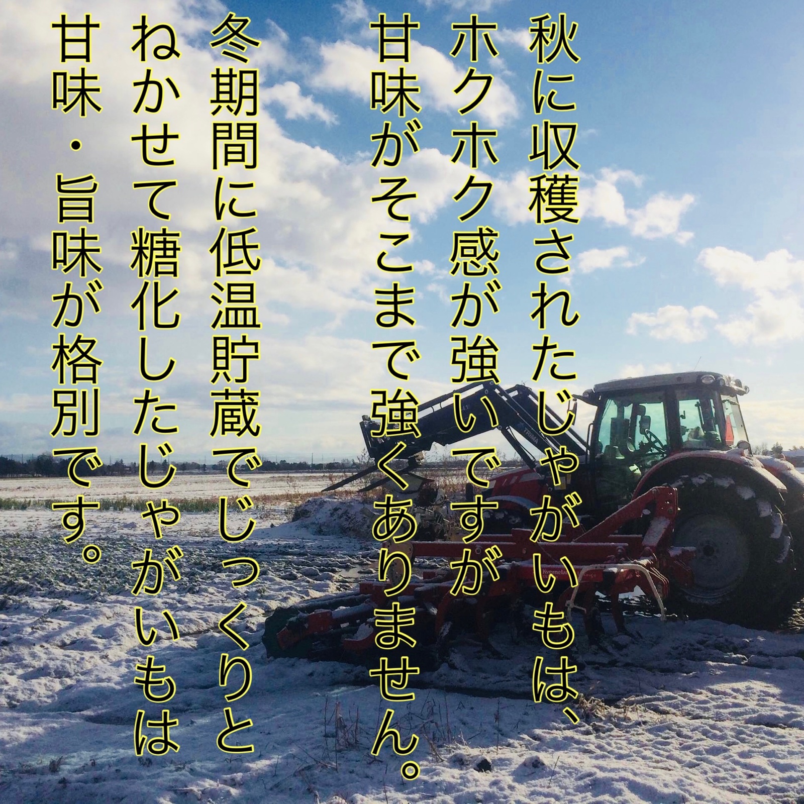 ○じゃがいも キタアカリ 大きめサイズ ○10キロ ○北海道 ジャガイモ