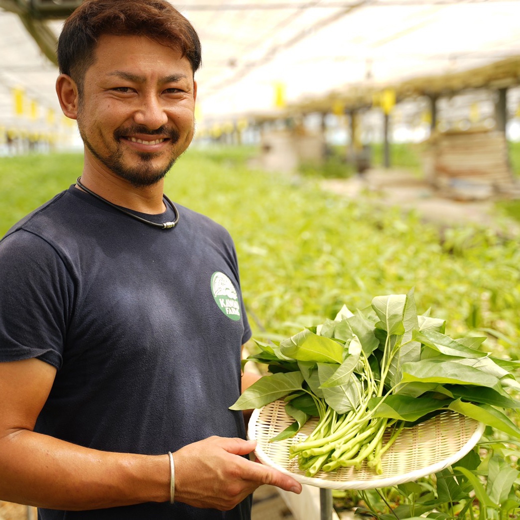 栄養満点☆女性におすすめ☆くうしん菜 ｜ 野菜/葉物 産直アウル 農家