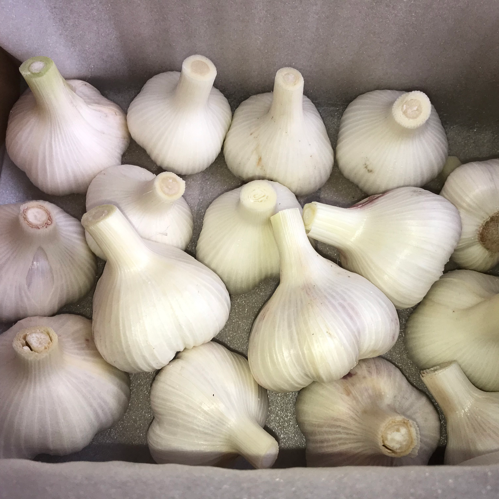 【旬】生ニンニク　10kg 愛媛県産 Lサイズ以上の最高級 生ニンニク ｜ 野菜/にんにく 産直アウル 農家