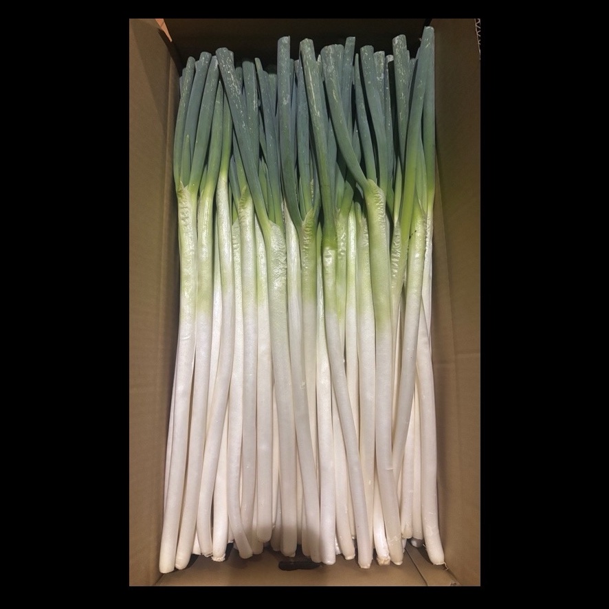大分県産 採れたて白ネギ（太め）6kg×2ケース 大分県産 採れたて泥付き白ネギ（6kg） | 野菜/ねぎ 産直アウル
