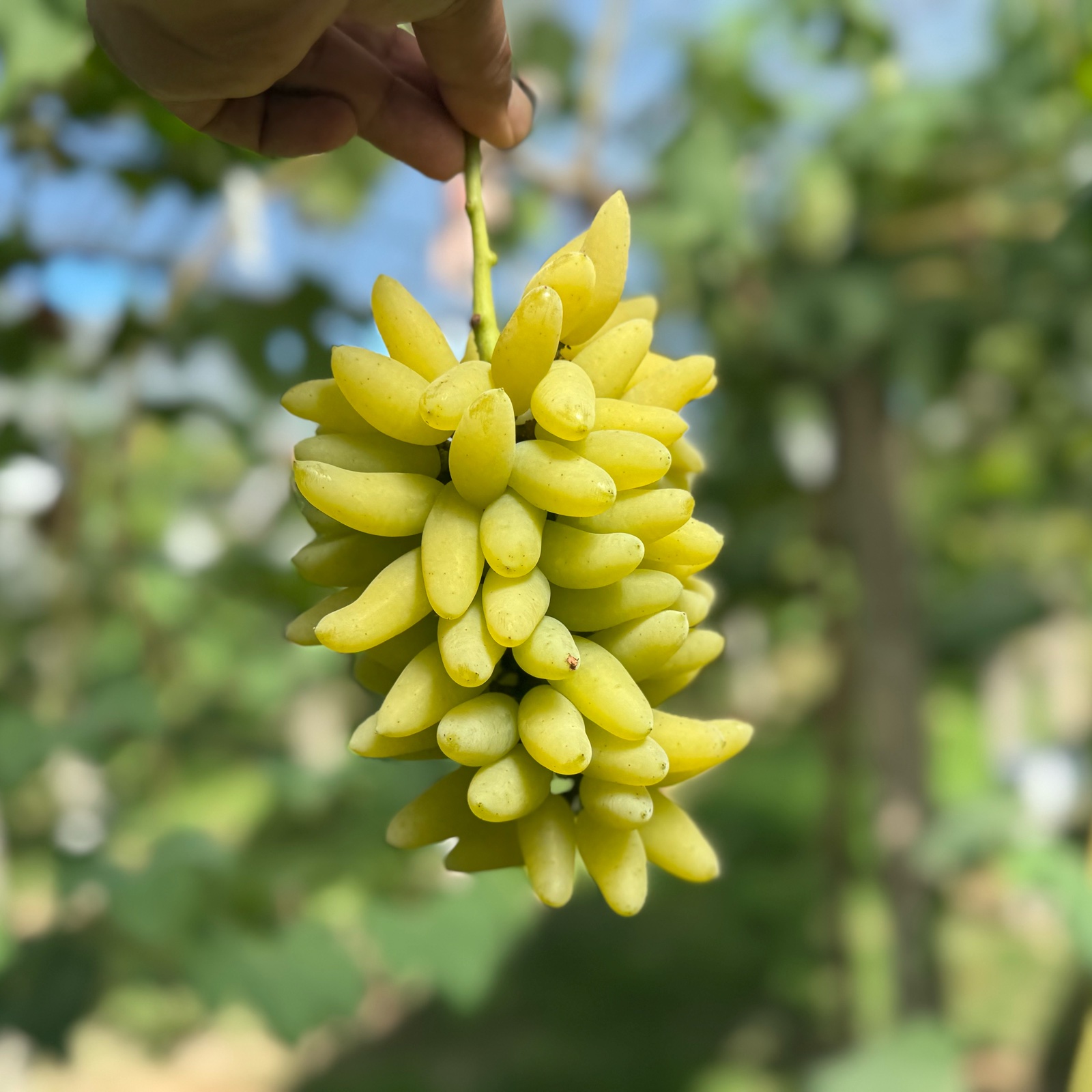 終了 悪魔のぶどう 山梨県産ゴールドフィンガー ゴールドフィンガー＜ブドウの品種：旬の果物百科