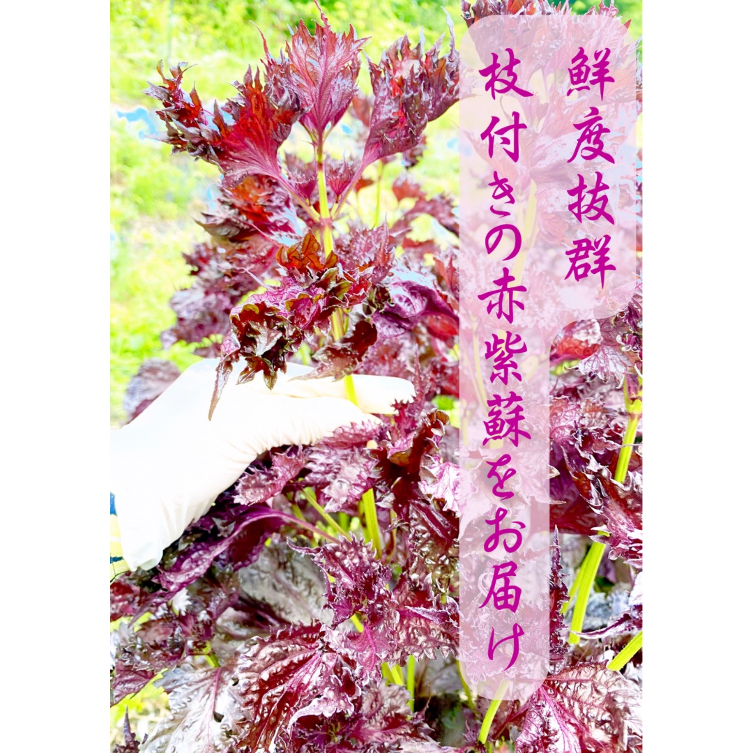 日本農園の最新投稿「赤紫蘇予約販売開始中」｜産地直送の販売・育成