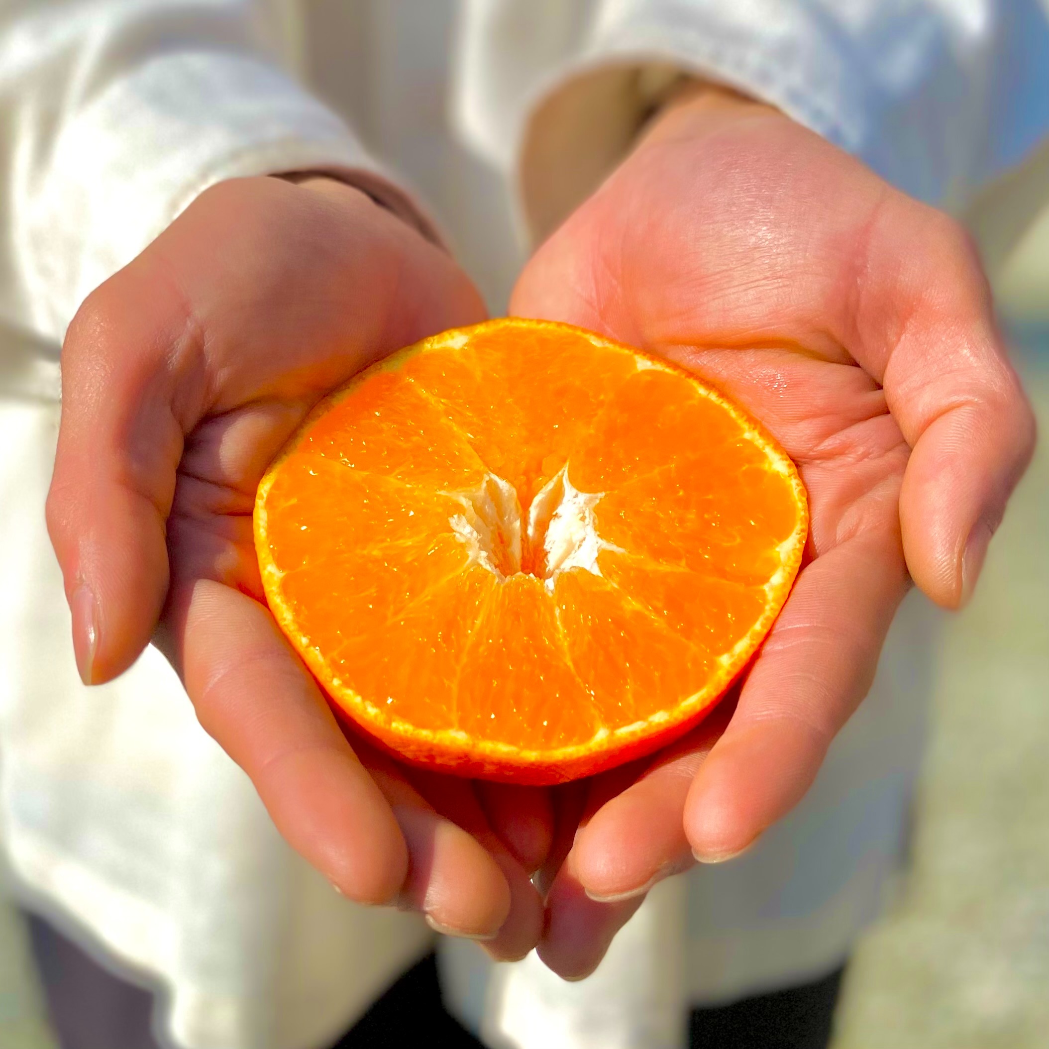 訳あり甘平10キロ