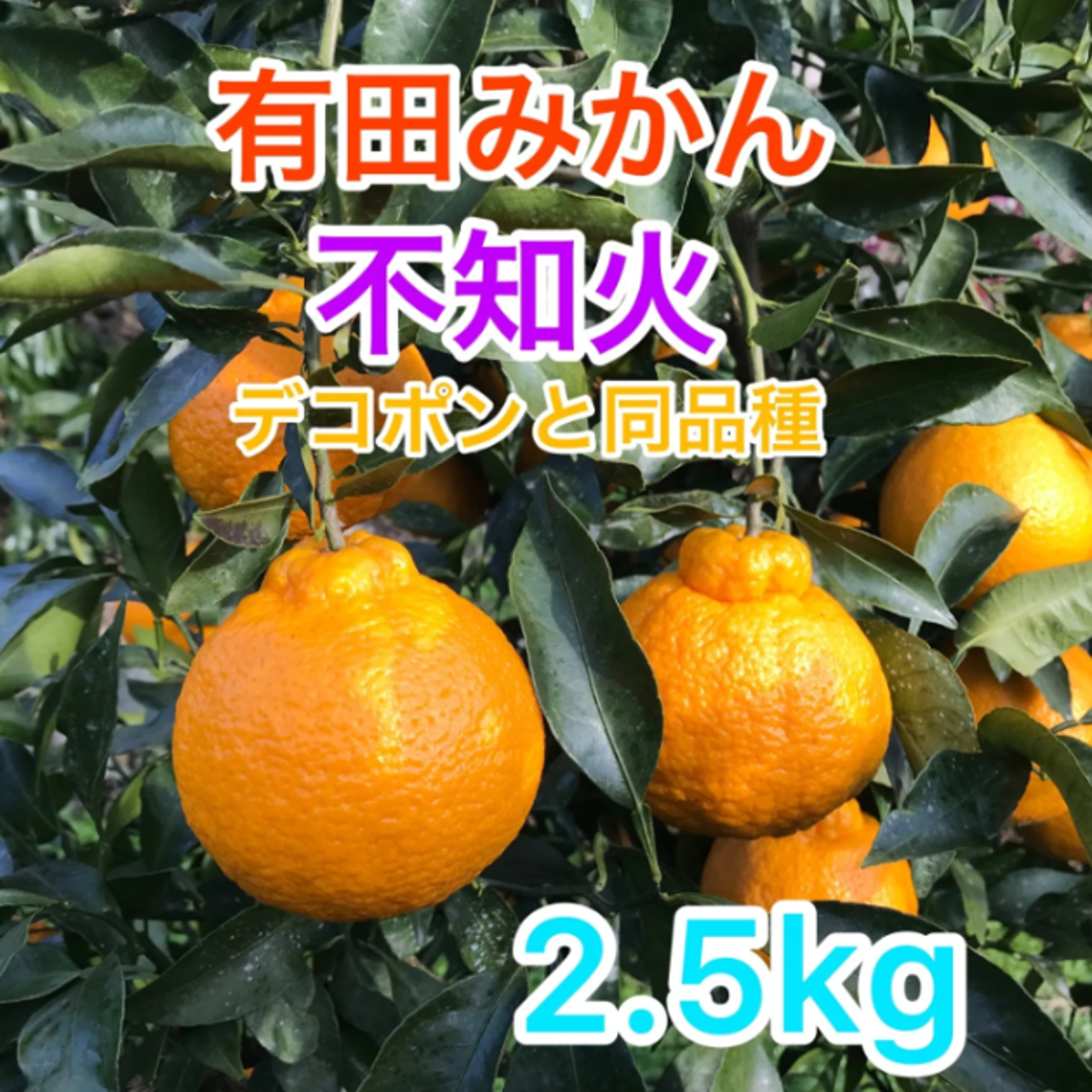 デコポンと同品種！紀州有田産 不知火 2.5kg ＊北海道・沖縄のお客様