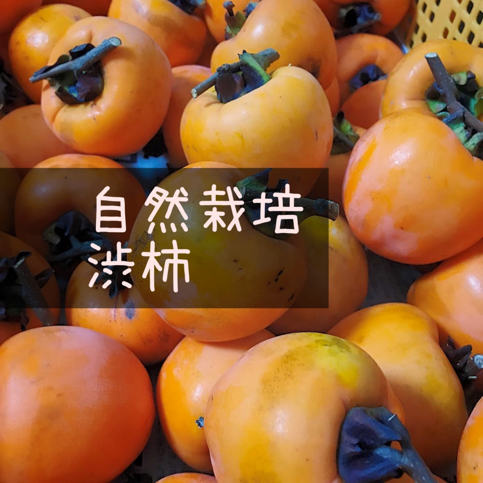 自然栽培】渋柿 約4.5kg｜T字枝付き 干し柿などにどうぞ☆農薬・肥料