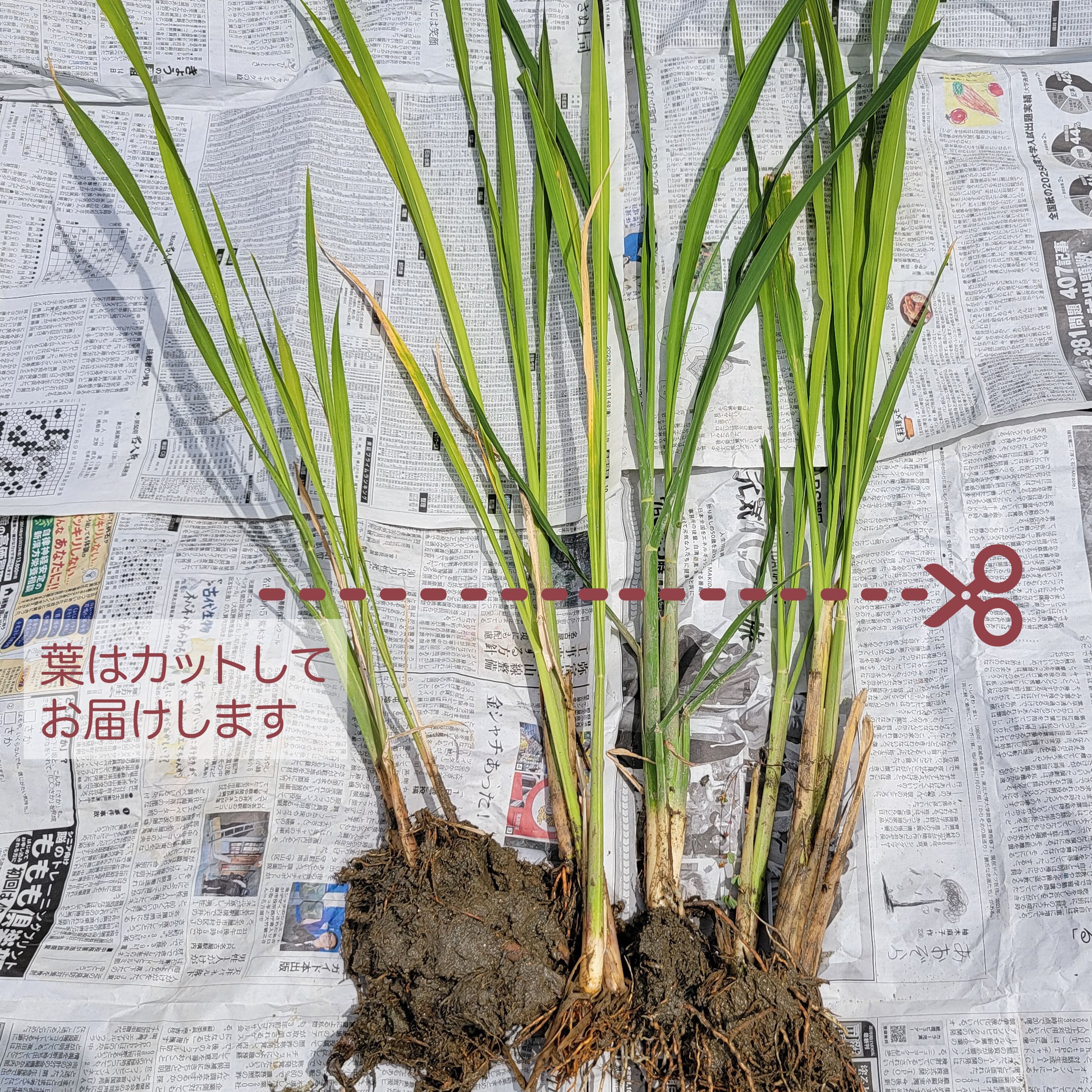 奈良県桜井産】マコモ（マコモダケ）苗／農薬不使用・化学肥不使用 
