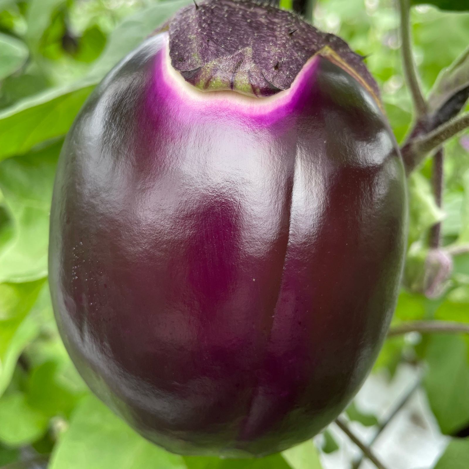 松岡農園のヴィオレッタ ディ フィレンツェナス 5個 | 野菜/茄子 産直