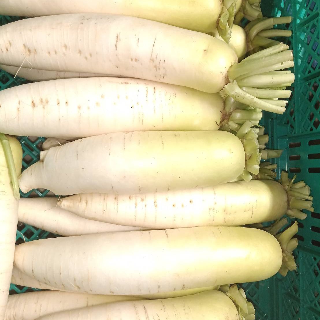 訳あり大根 20㌔入 大特価品 島根県から全国へ | 野菜/大根 産直アウル