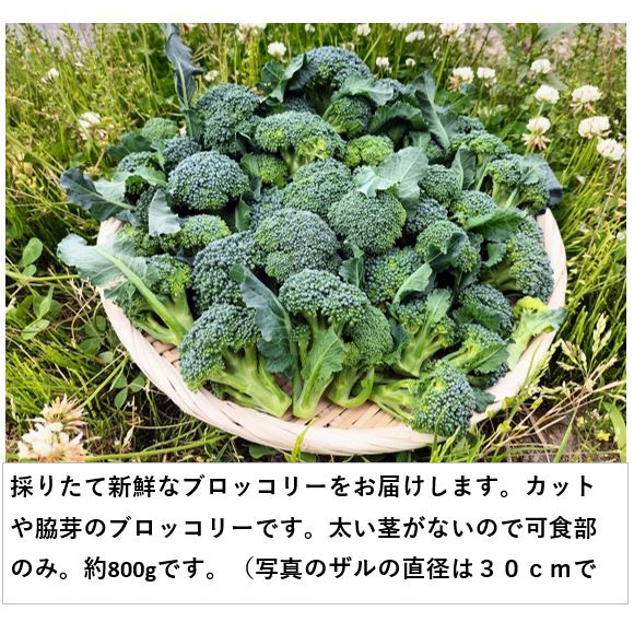 新鮮なブロッコリー 太め