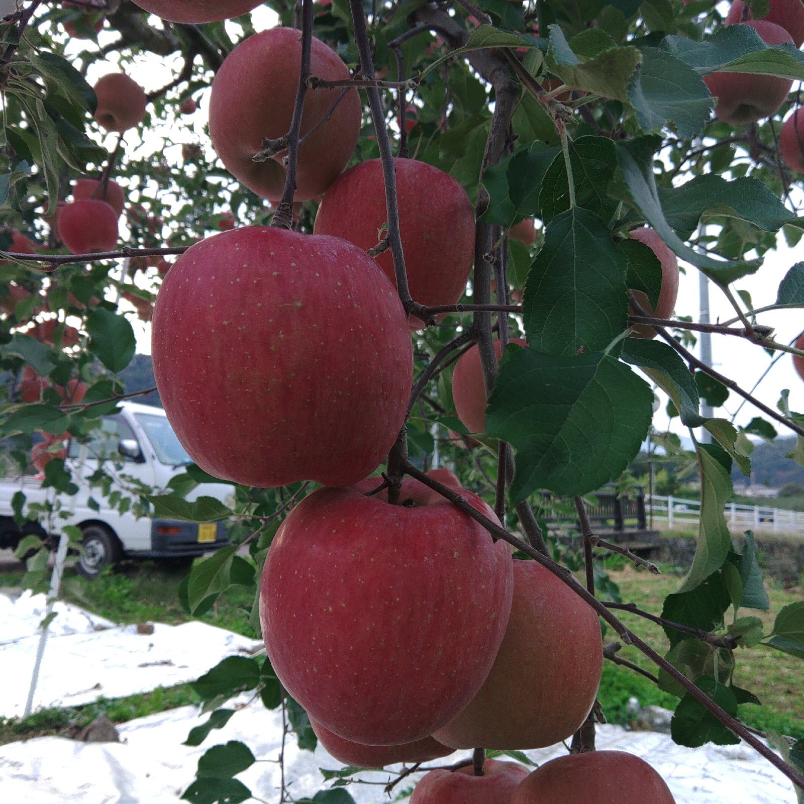 ちゃんこ岩手県産 ご家庭用2箱20kg 完熟サンふじ大玉・中玉 家庭用のりんご🍎サンふじ🍎大玉～中玉サイズ14玉入り ｜ 果物