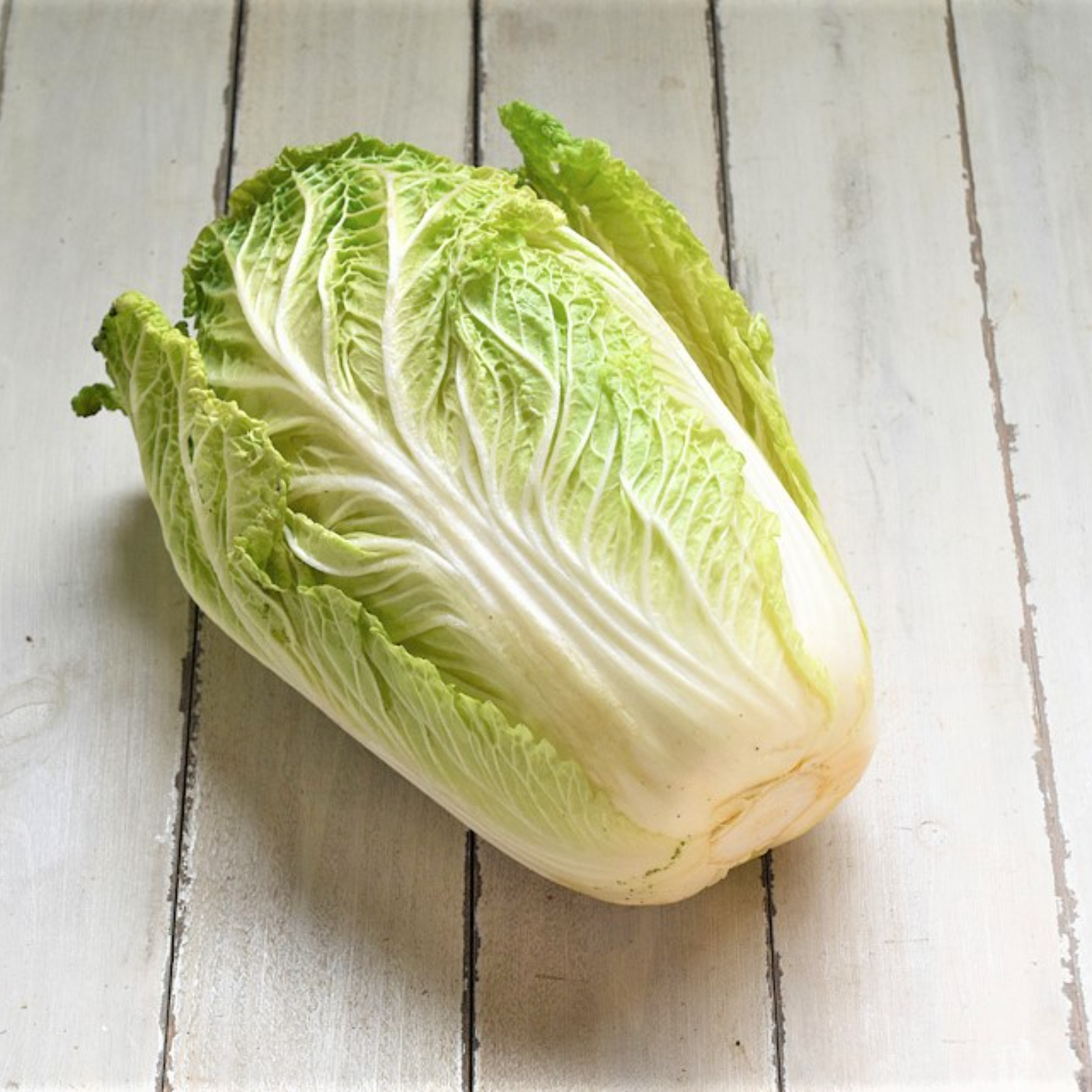 農薬不使用栽培 オレンジ白菜2玉セット ｜ 野菜/白菜 産直アウル 農家 