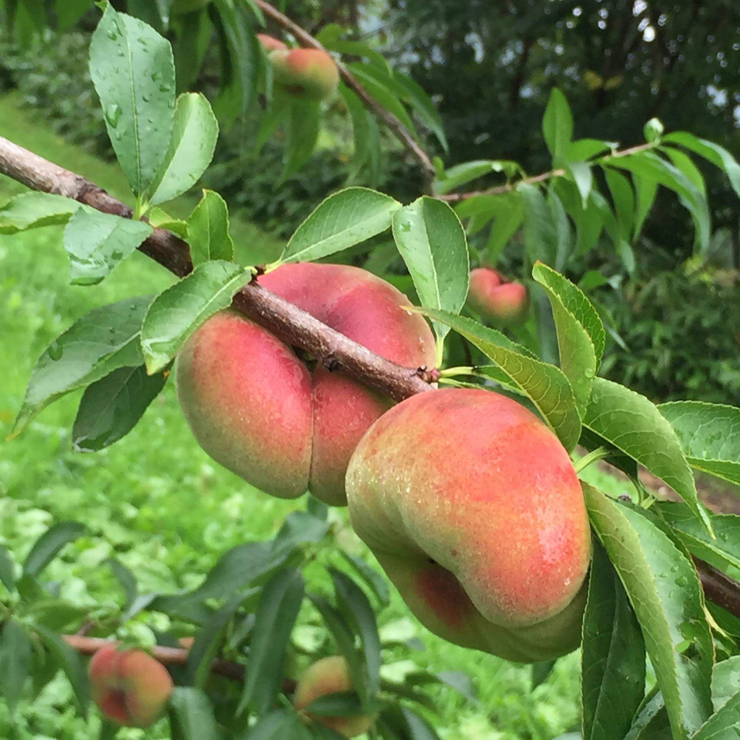 ④⑦2箱【大紅蟠桃】山梨県産　桃