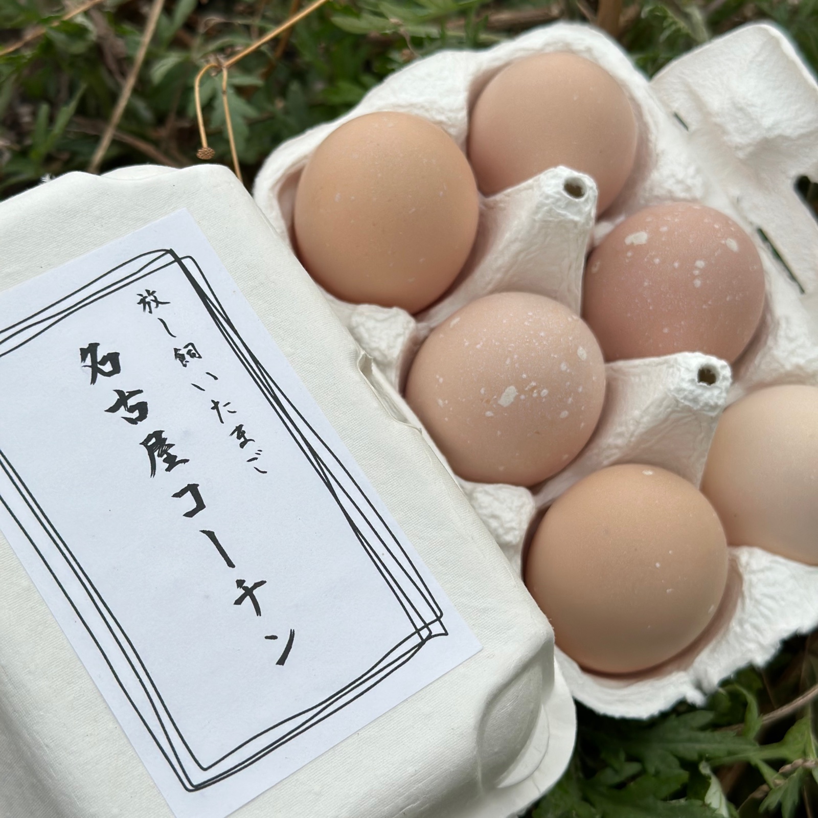 国内で数ヶ所しかない？！】名古屋コーチンの放し飼いたまご «12個