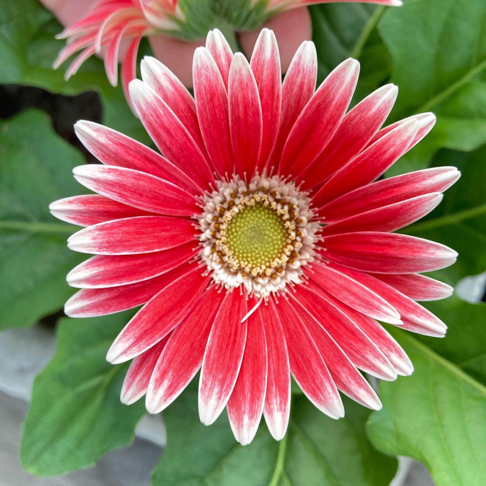 超早割】【プレミアム品種】ミニガーベラ | 花・植物/花・植物