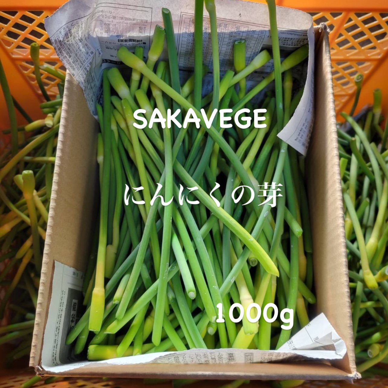 【スーパーセール】青森県産 にんにく L 3kg 福地ホワイト 黒にんにく加工 青森県産 にんにく L 3kg 福地ホワイト六片 黒にんにく加工