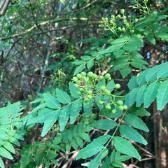 奥丹波京都府産 山椒の実 処理済みの使いやすい真空パック30g×3パック