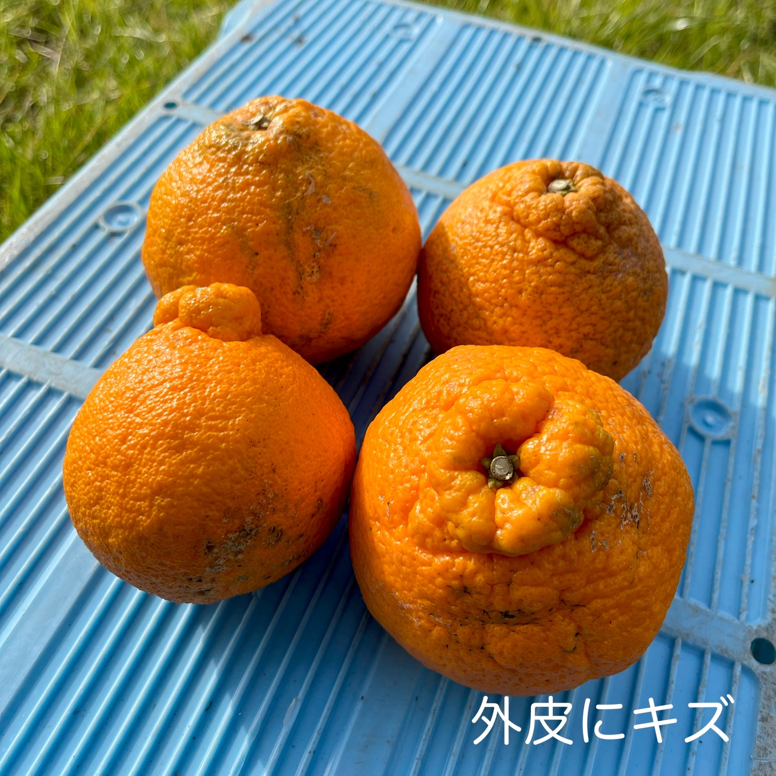 訳あり 熊本県天草産 不知火(肥の豊) 約10kg | 果物/オレンジ・その他