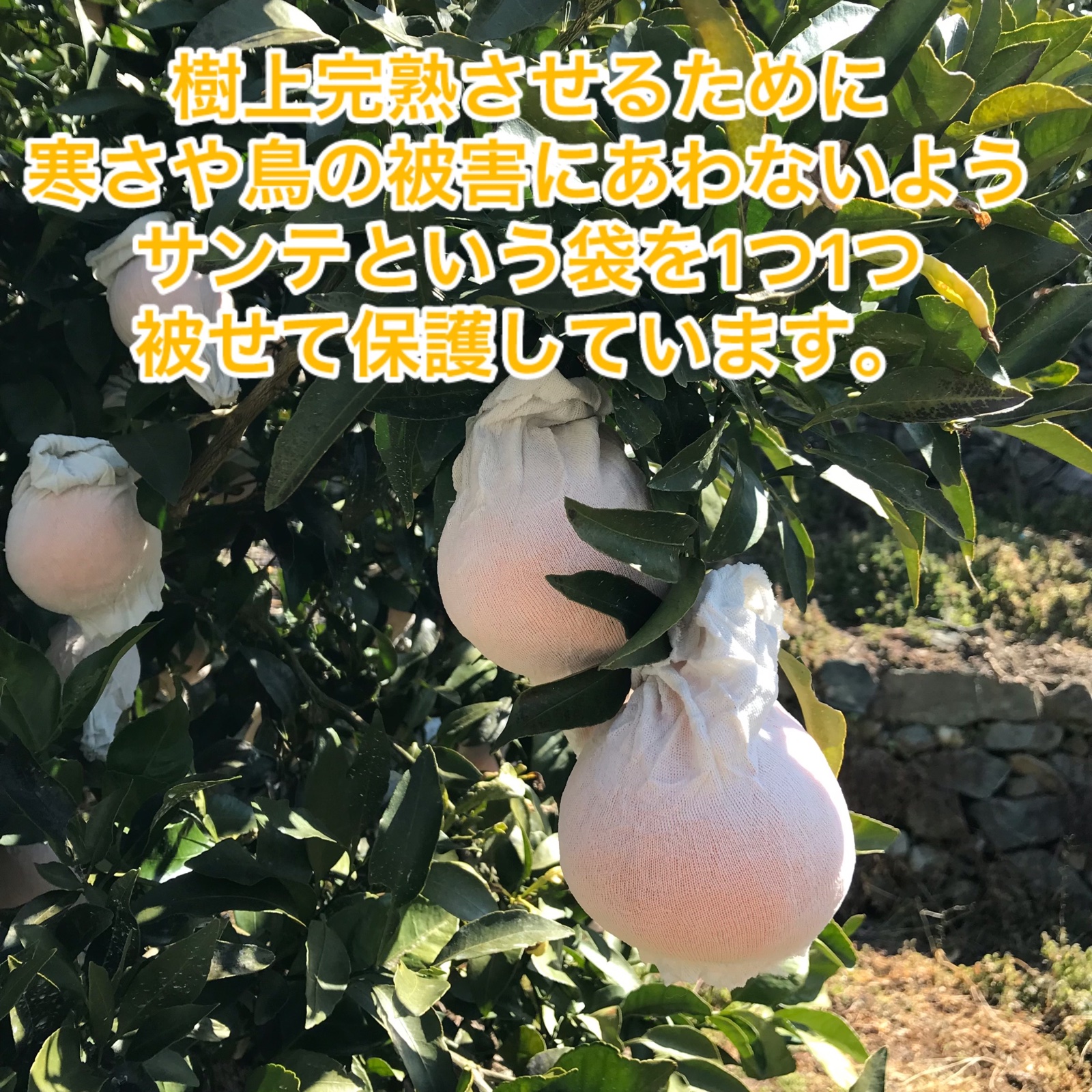 樹上完熟デコポン(不知火)　 家庭用　内容量8.5キロ ハウス栽培 2026年 ご予約受付中 ご家庭用 不知火（デコポン）<br>露地栽培の樹上
