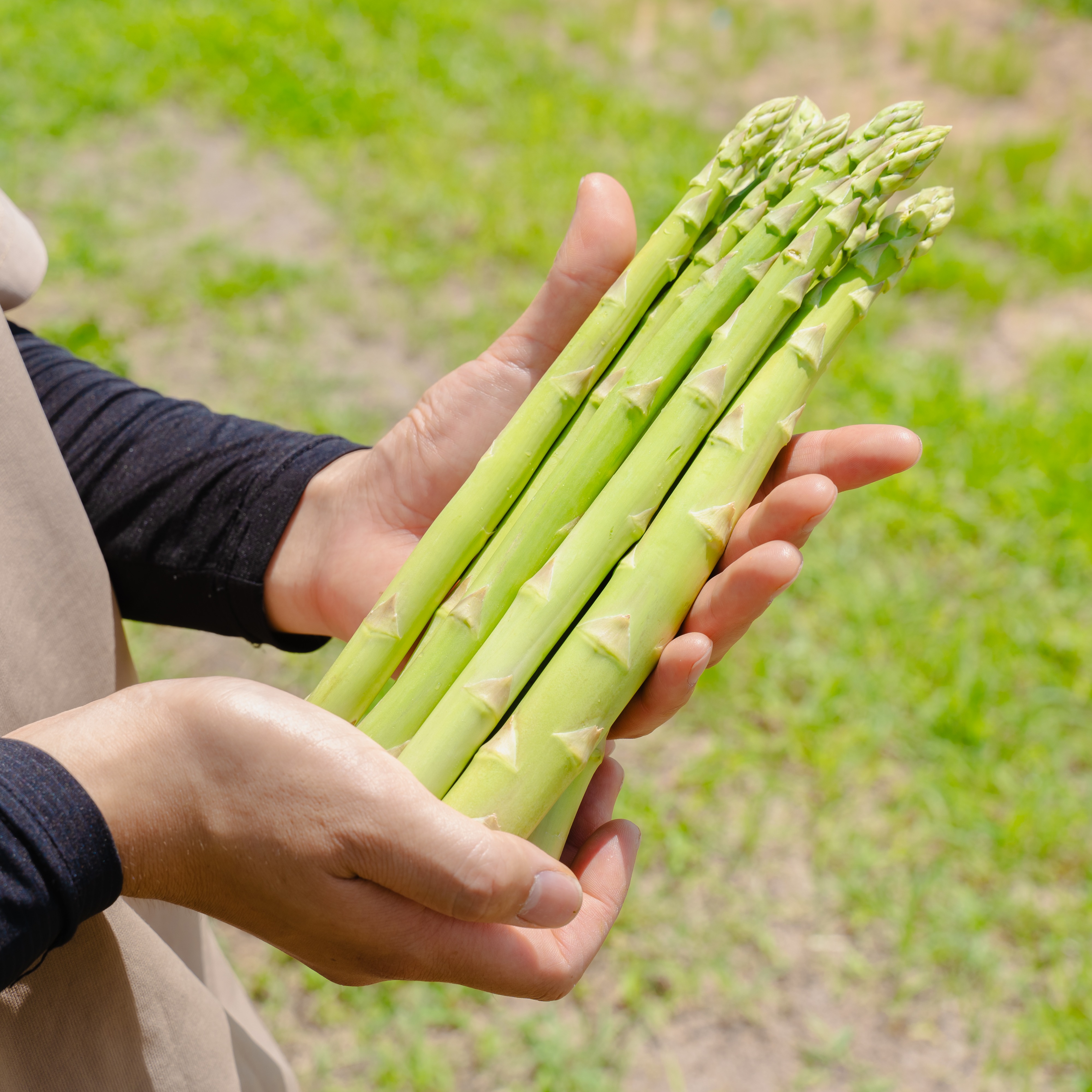 信州産　アスパラガス　Lサイズ　6kg　クール便発送 人気No. 1 安曇野産 夏アスパラ Lサイズ1kg ｜ 野菜/アスパラガス