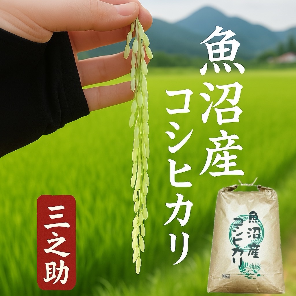魚沼市で作ったお米 10kg 魚沼産コシヒカリ 精米 R7年産 ｜ 米・穀物