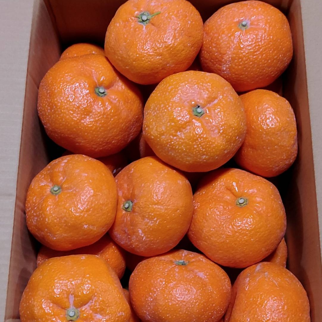 甘い‼️ “糖度15度以上”《青島》温州みかん9.5㎏超 LLサイズ 熊本産