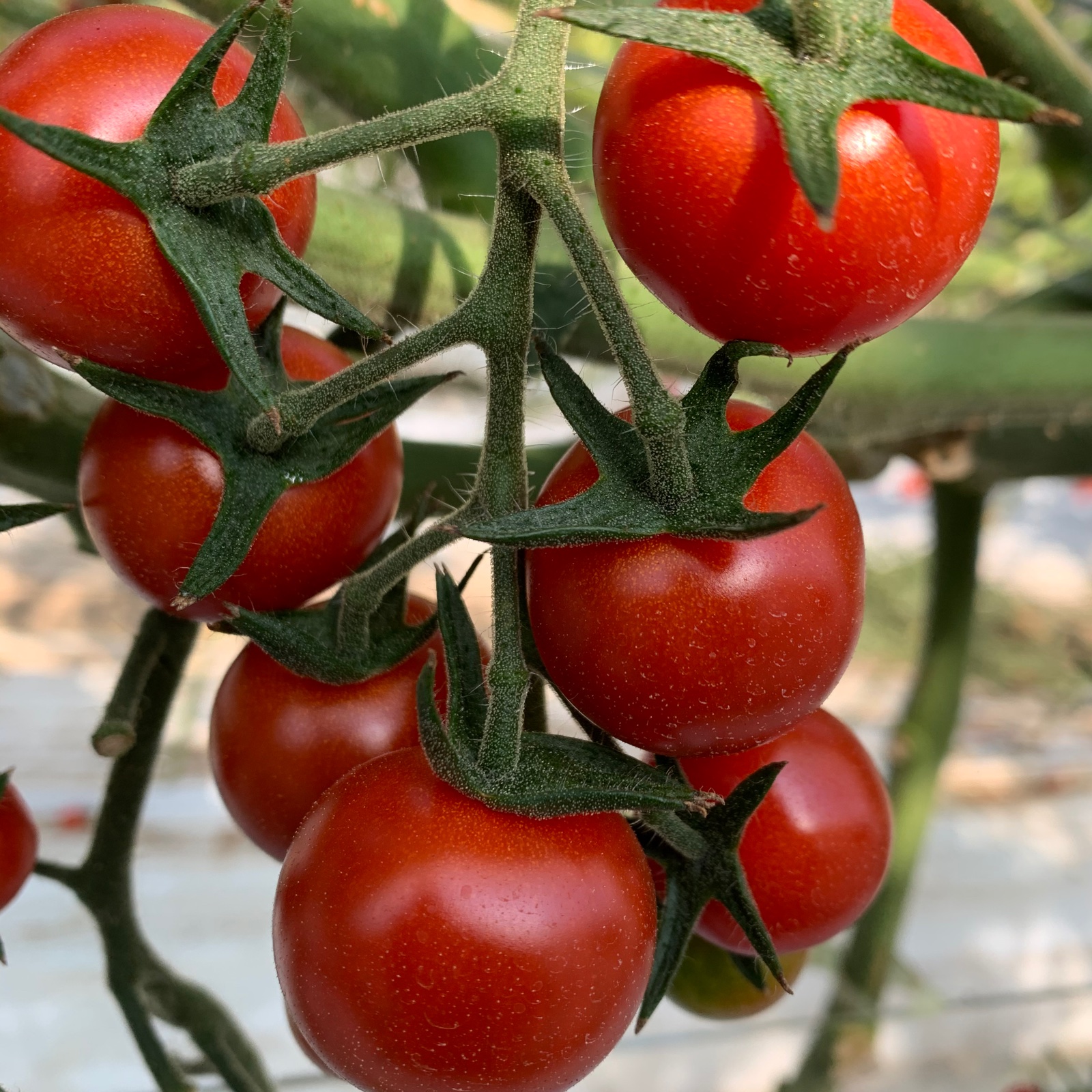 ニーゴ25。』ミニトマト | 野菜/トマト 産直アウル 農家から直接野菜