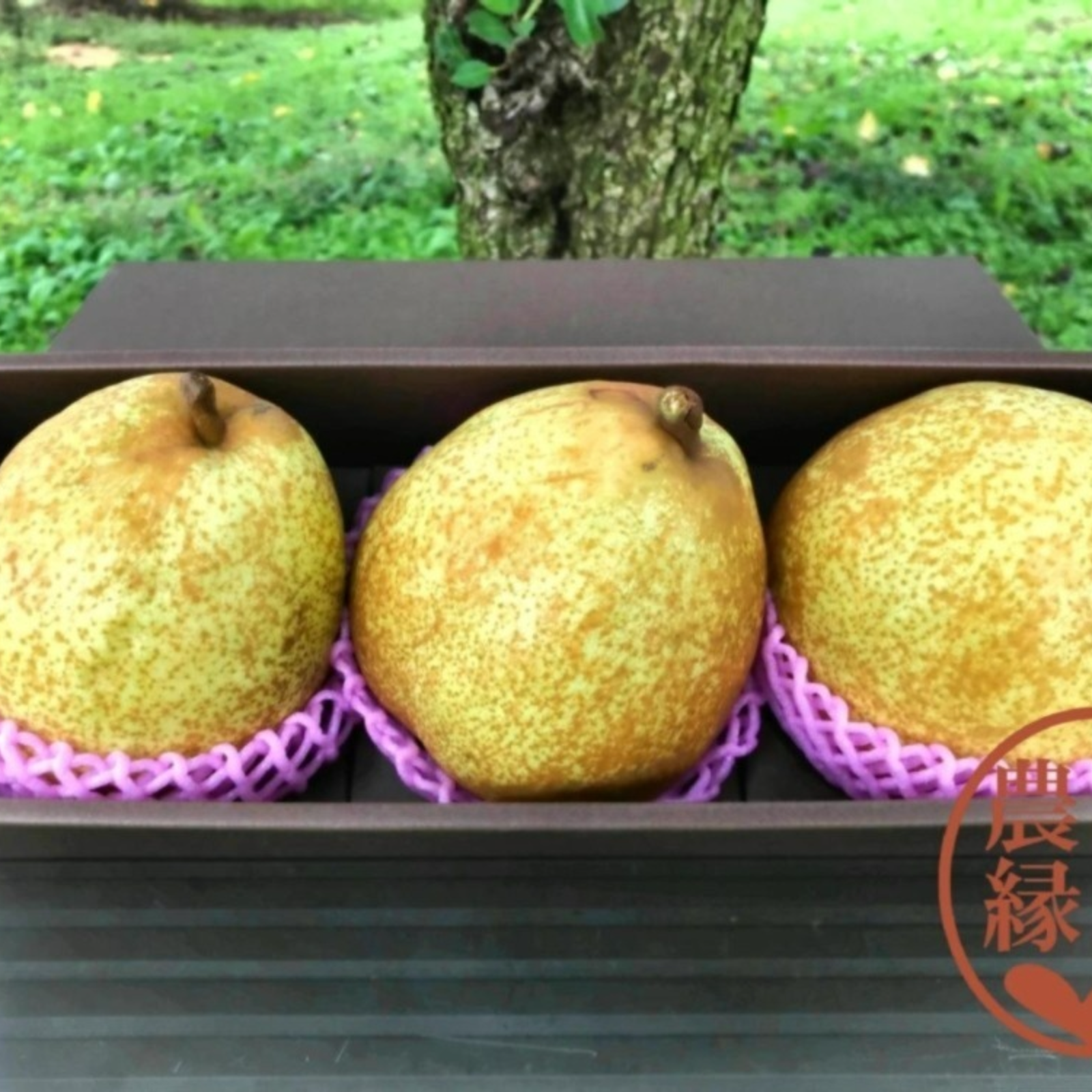 洋梨品 青森県産洋梨！ゼネラルレクラーク | 果物/梨 産直アウル 農家から直接