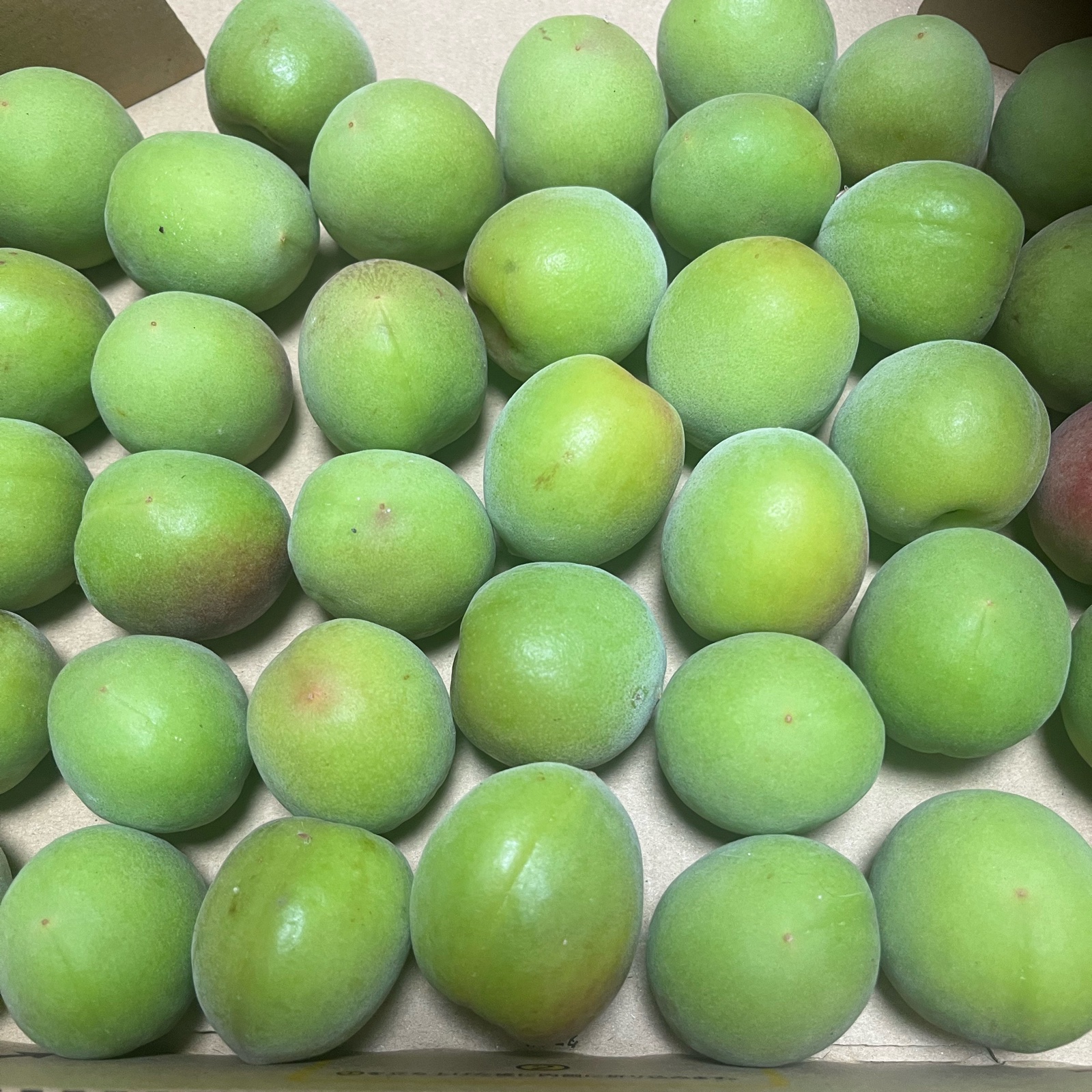 一個限定！本日朝もぎたて青梅 南高梅 ｜ 果物/青梅 産直アウル 農家