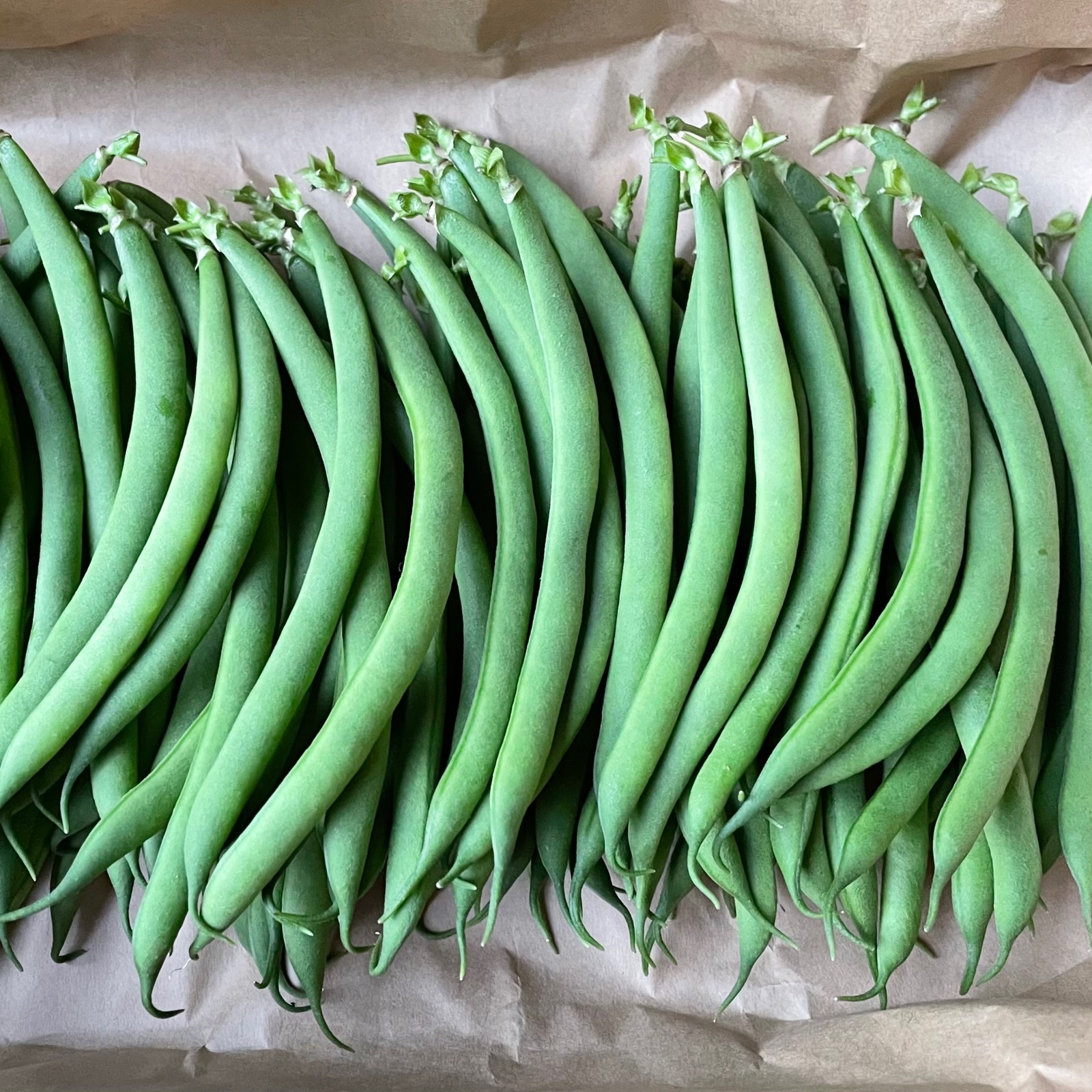 いんげん10キロ送料込み 自然栽培】いんげん ｜ 野菜/豆類 産直アウル 農家・漁師など生産者