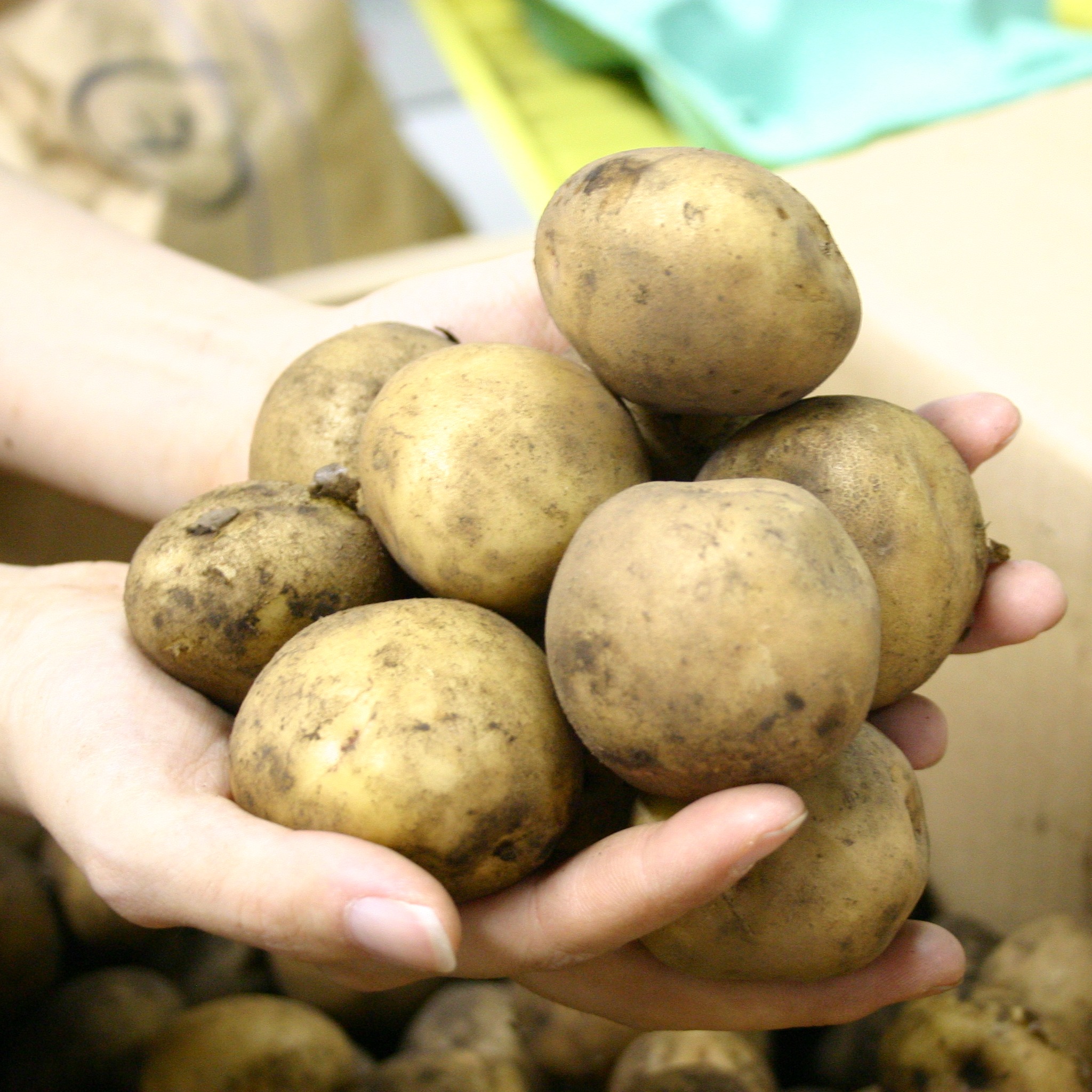 じゃがいも きたあかり20kg 北海道産 ｜ 野菜/じゃがいも 産直アウル