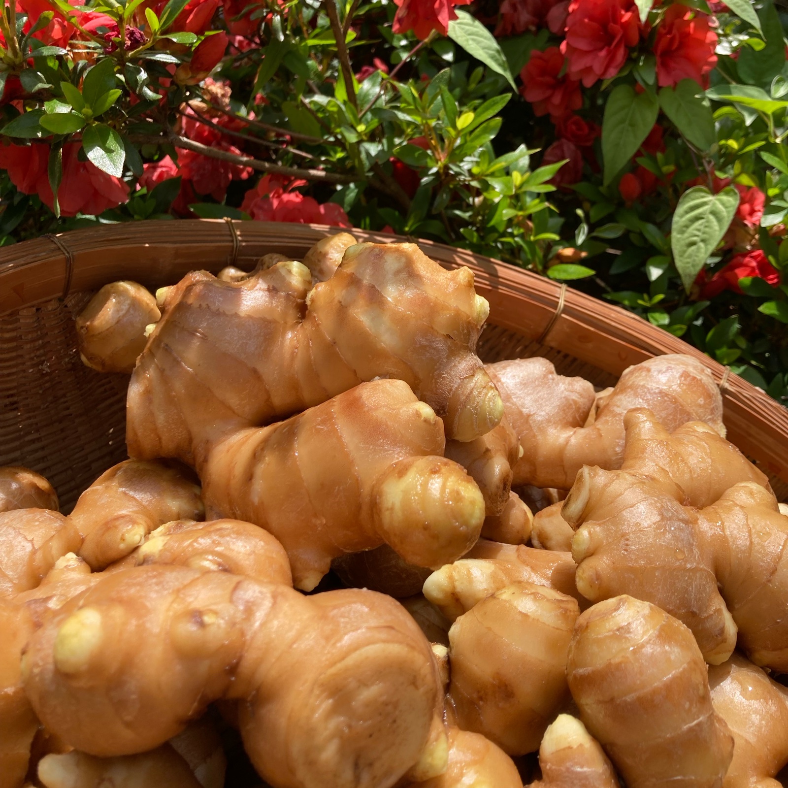 ハナコの囲い生姜 2kg ｜ 野菜/薬味 産直アウル 農家・漁師など生産者