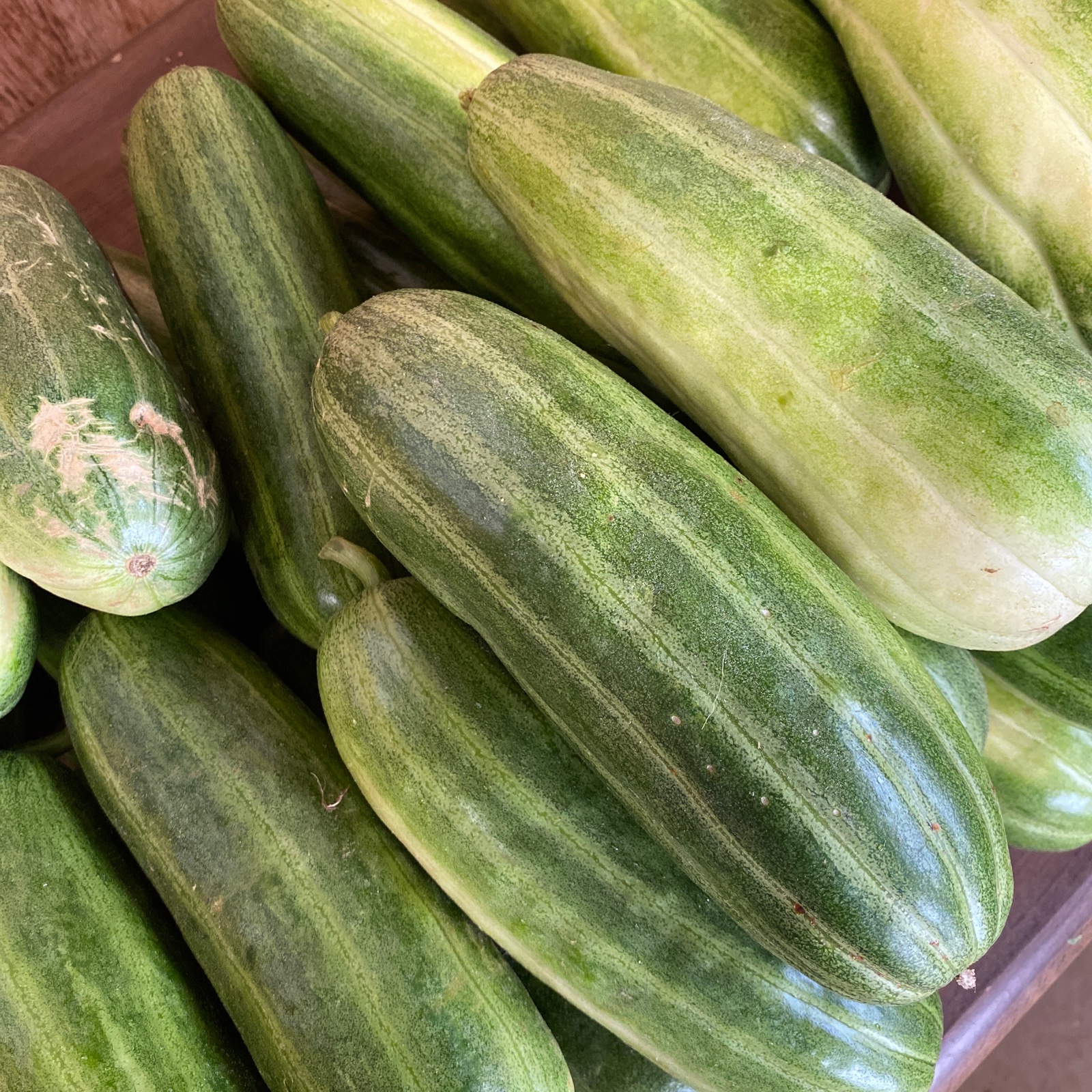 今が旬の やわらか はぐらうり | 野菜/その他野菜 産直アウル 農家から直接野菜などの食材を購入できる産地直送の宅配通販サイト 今が旬の やわらか はぐらうり | 野菜/その他野菜 産直アウル 農家から直接野菜などの食材を購入できる産地直送の宅配通販サイト