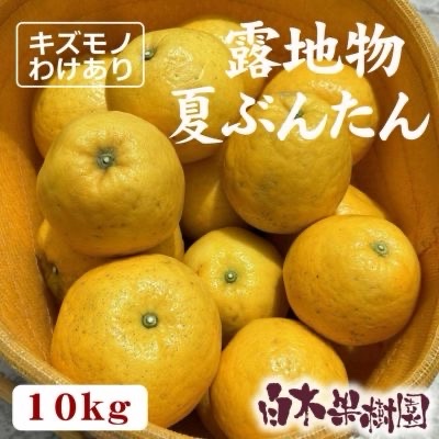 露地物夏文旦(河内晩柑)10kg訳ありご家庭用 | 果物/オレンジ・その他 