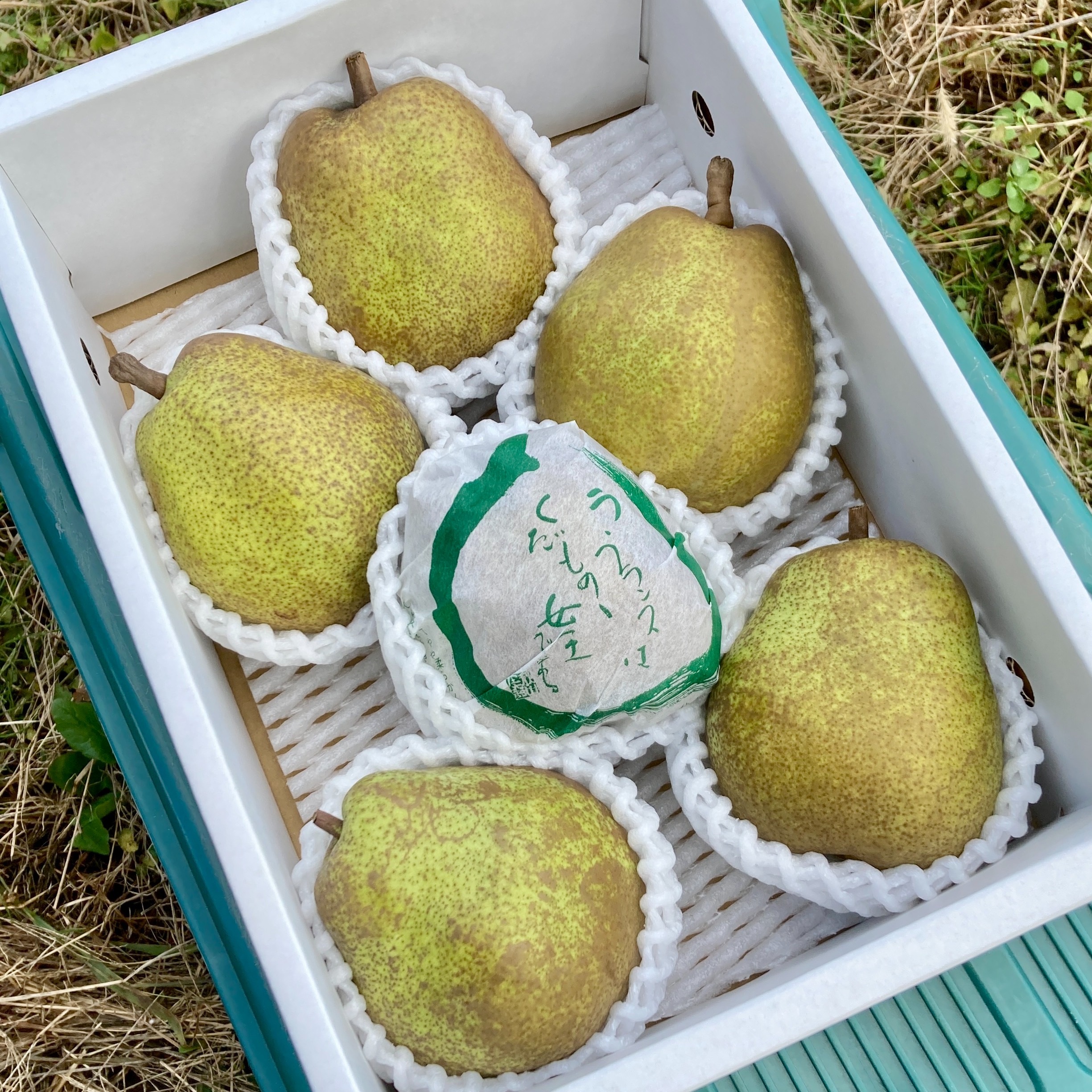 シャイン房2kg ラ・フランス3kg 2L】ラ・フランス3kg 特秀10玉入り | なかむラ・フランスファーム