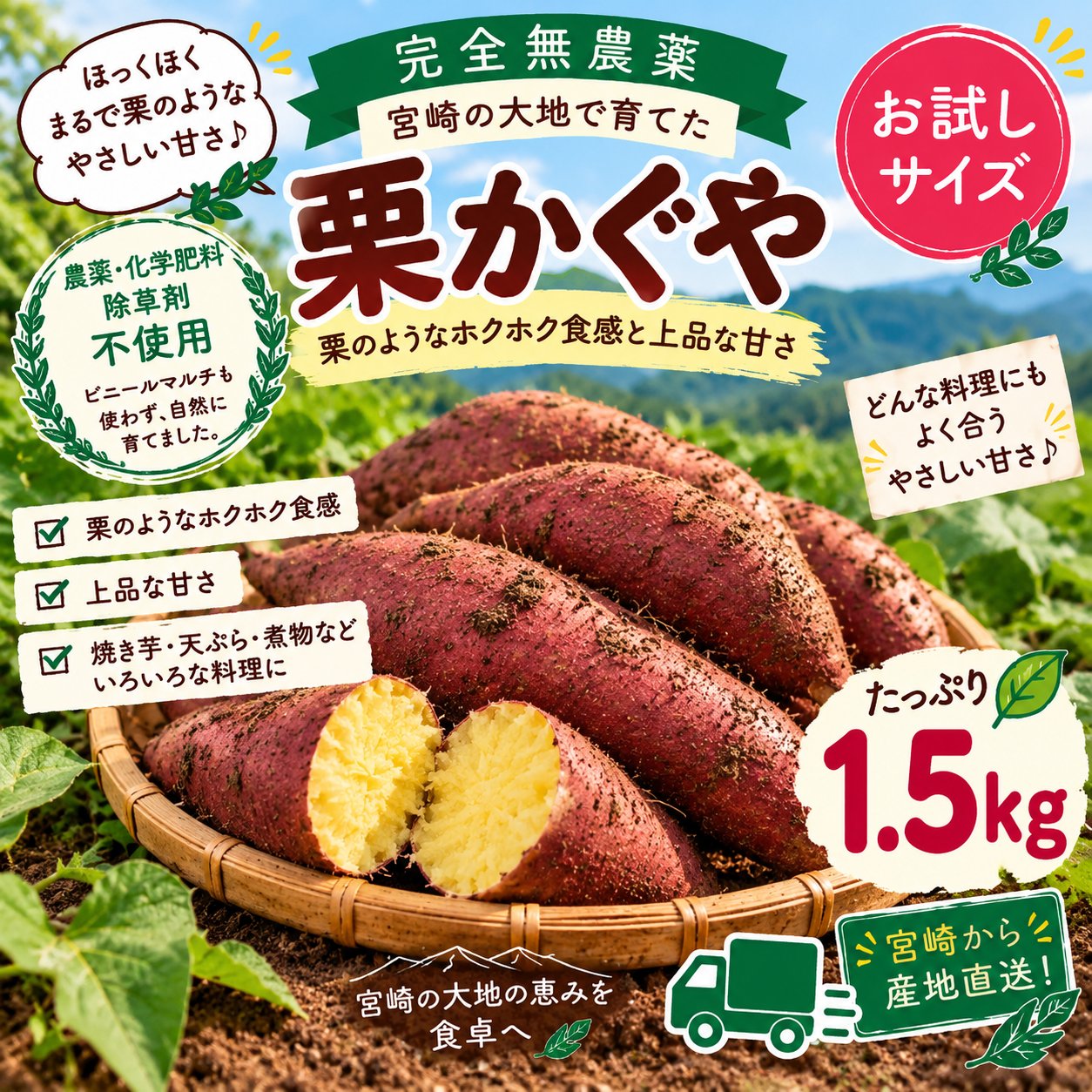 農薬不使用】栗かぐや1.5kg｜マルチ不使用・宮崎県産さつまいも