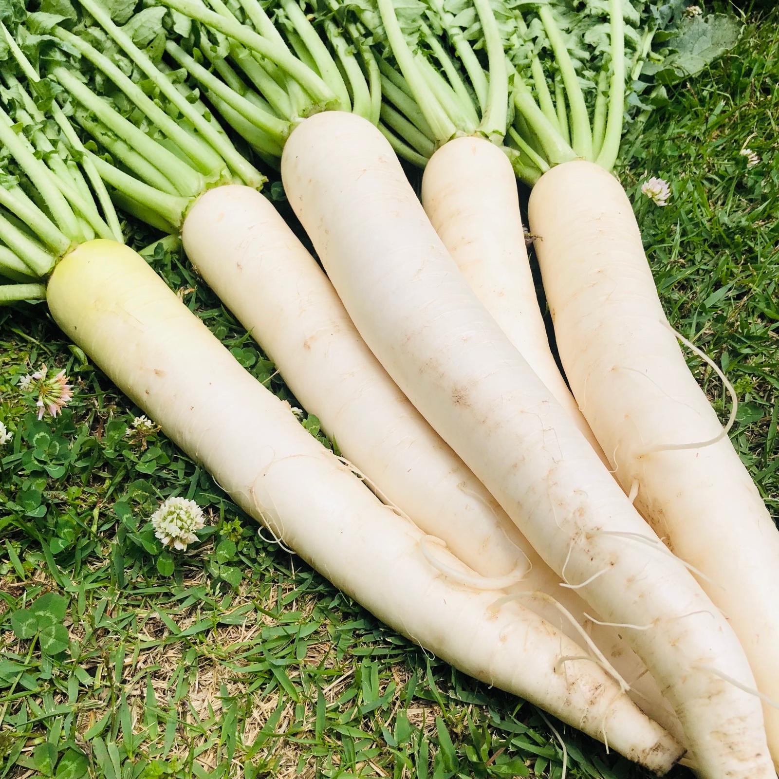 朝採れ発送＊スタイリッシュな夏大根＊5kg ｜ 野菜/大根 産直アウル