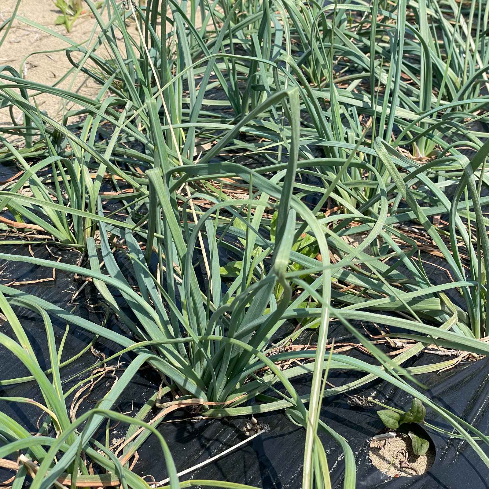 限定栽培 農薬不使用の根付き生らっきょう 1kg 【収穫から最短発送