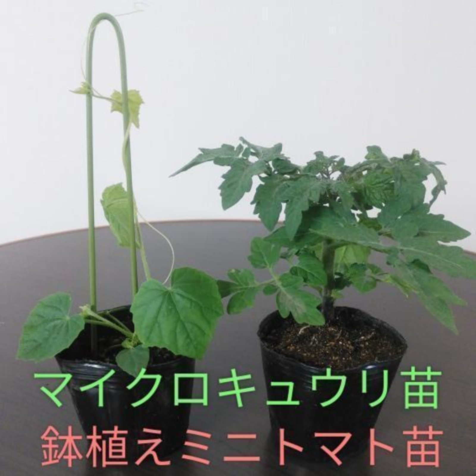 鉢植えミニトマトレジナ苗とマイクロキュウリ苗各1ポット その他 花 植物 産直アウル Owl 農家から直接野菜などの食材を購入できる産地直送の宅配通販サイト