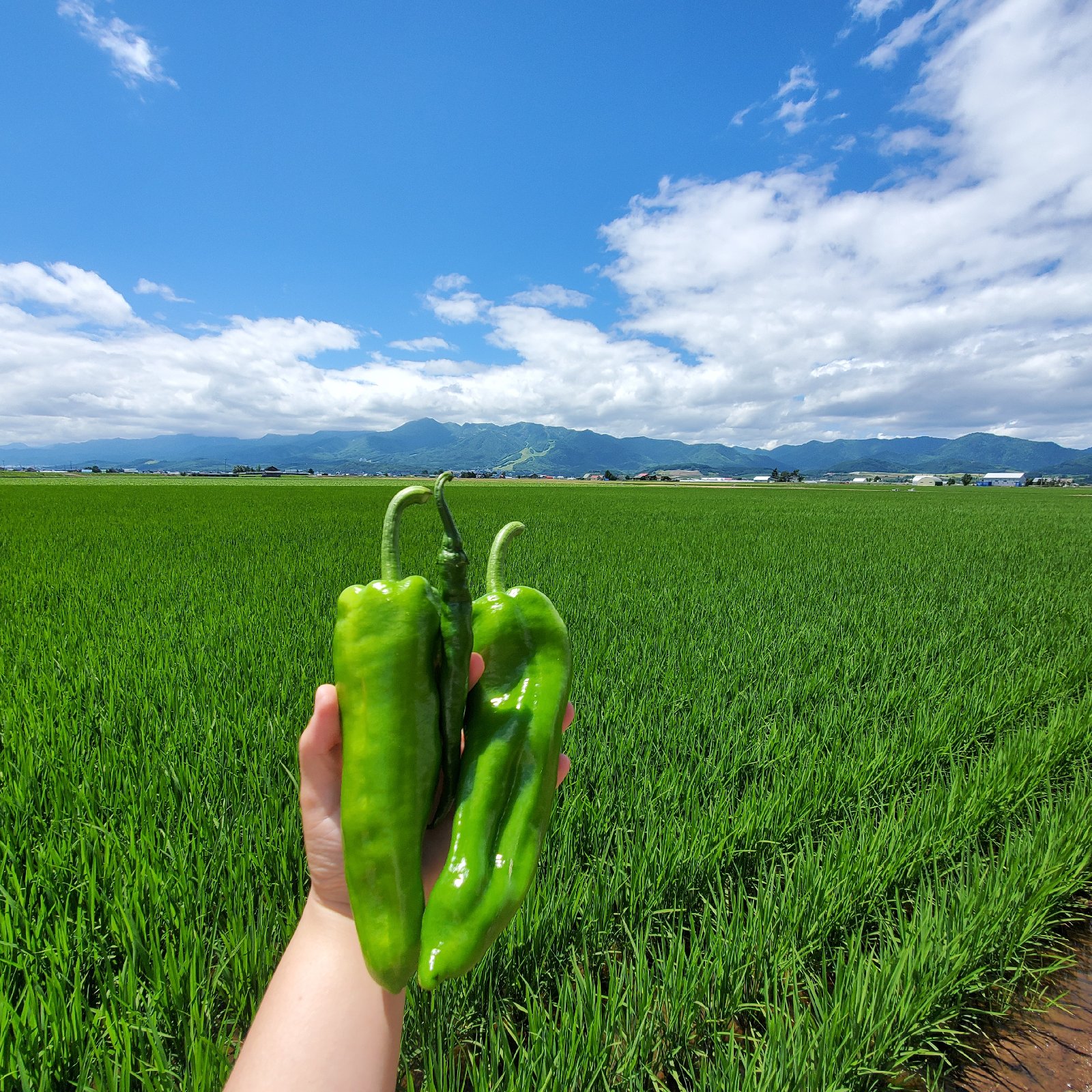 北海道ハウス栽培 牛角大王 2kg ｜ 野菜/スパイス 産直アウル 農家