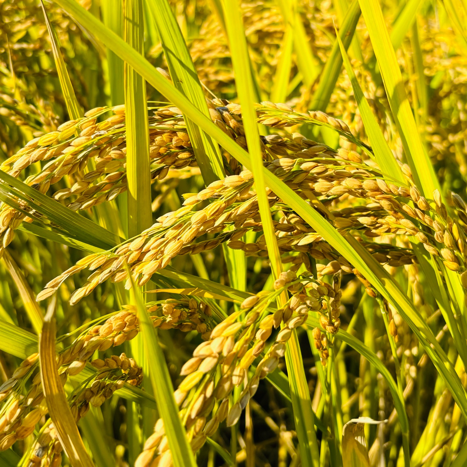 令和7年産 ひのひかり 10kg 白米 ｜ 米・穀物/米/精米 産直アウル 農家