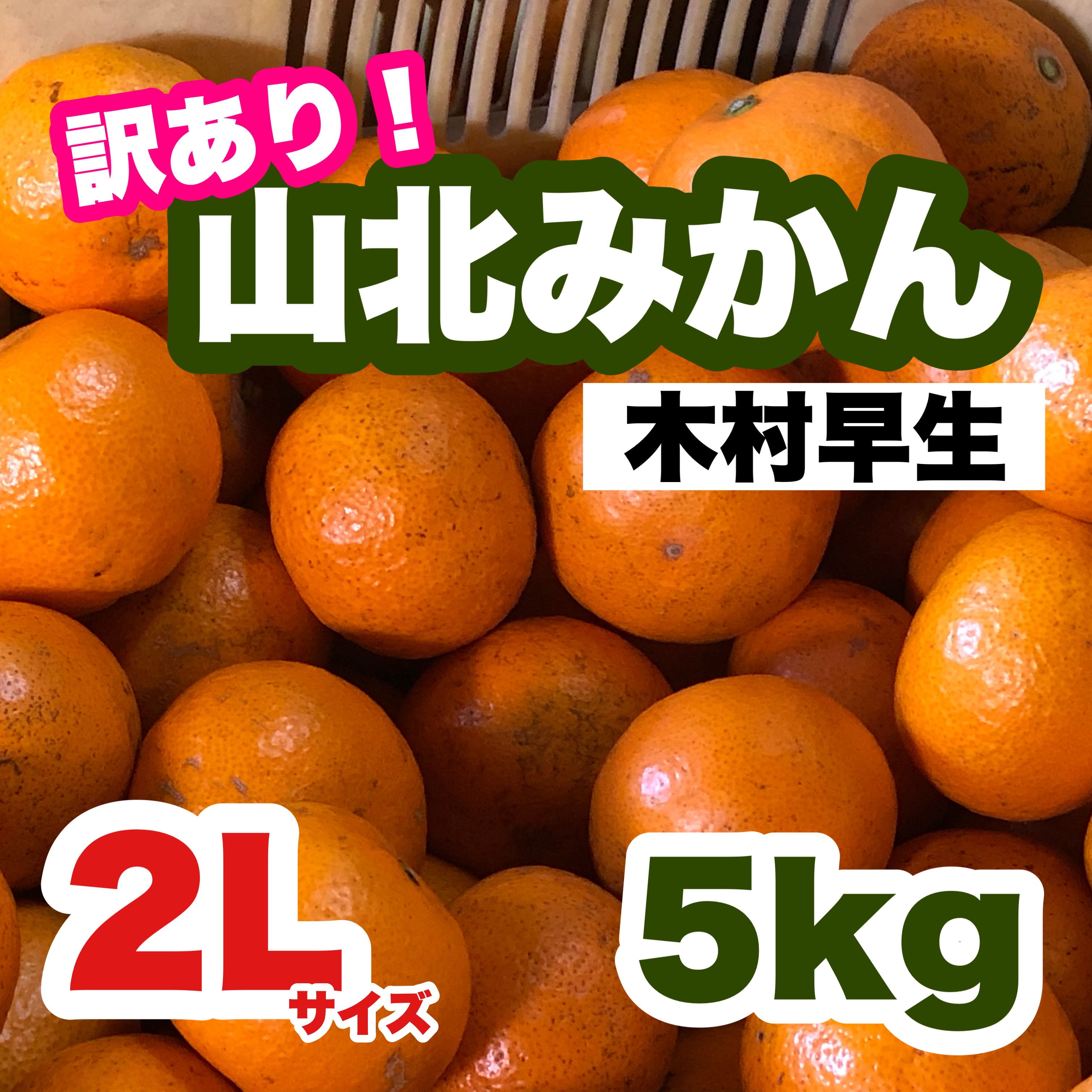 11/29正午まで】山北みかん 2Lサイズ 5kg 訳あり 家庭用 早生 木村