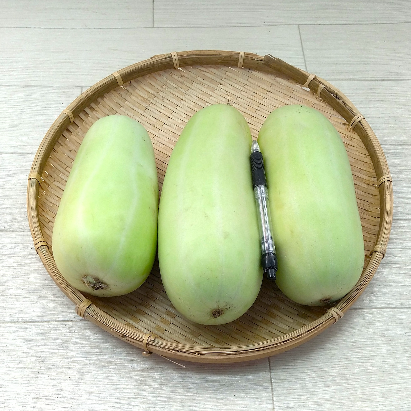 白瓜 約6.0㎏ 農薬不使用（無農薬）露地栽培品 | 野菜/その他