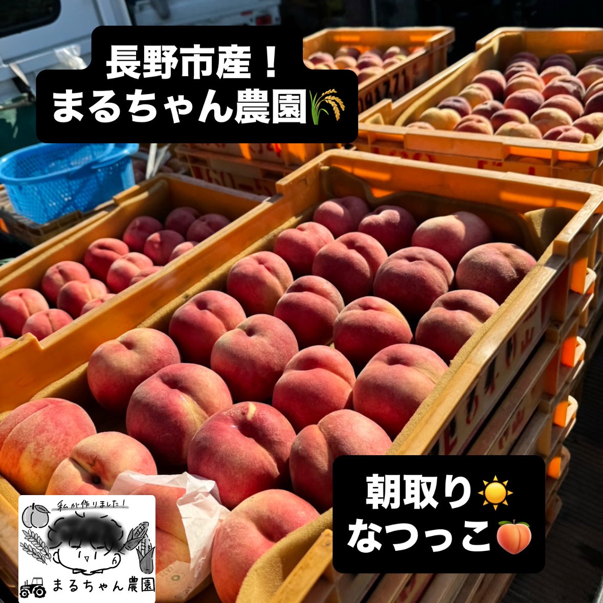 山梨県産 なつっこ 6kg箱込み 新鮮　クール便発送 なつっこの産地直送食材一覧（通販・お取り寄せ）-産直アウル